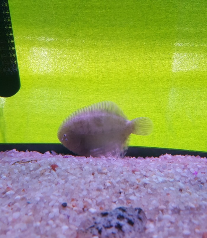 Hogchoker near bottom of aquarium