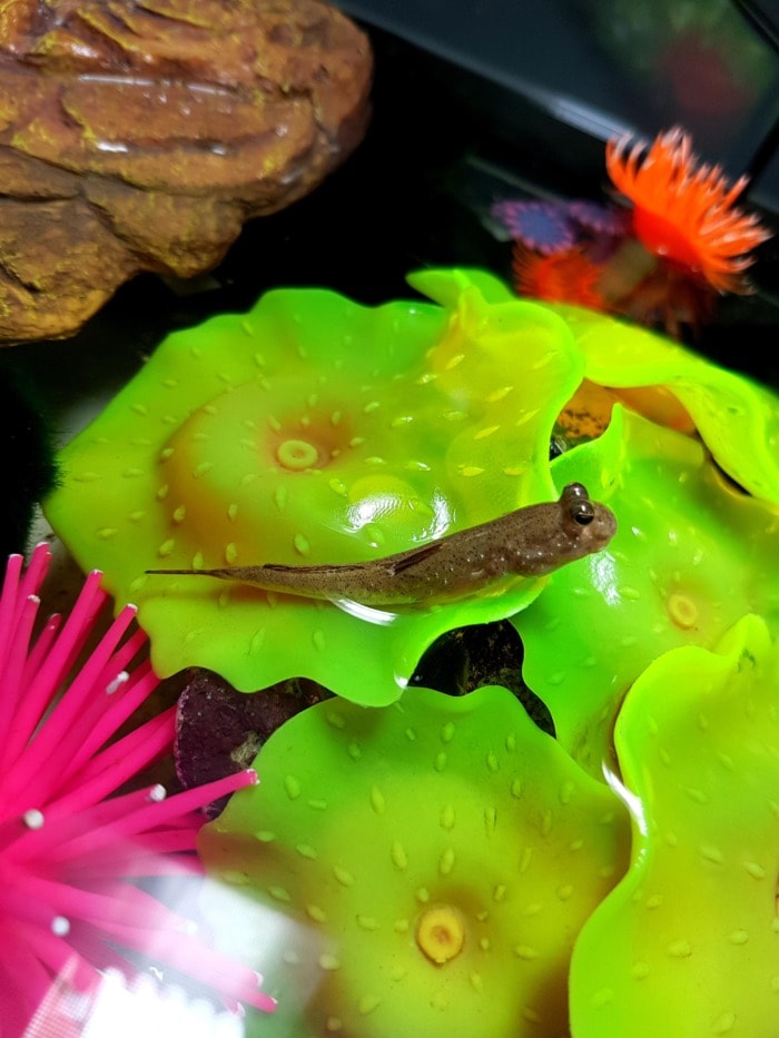 Dwarf Indian Mudskipper at the top of a floating plant