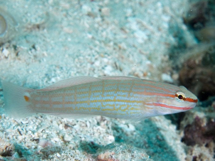 orange crosshatch goby