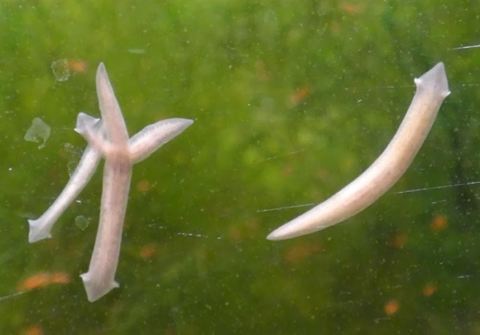 Nematode Worms In Fish