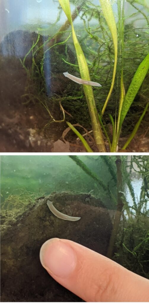 3 Types of Tiny White Worms Found in a Freshwater Aquarium | AquAnswers