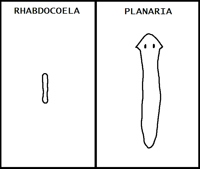 planaria vs rhabdocoela