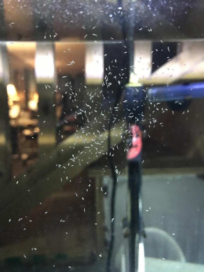 A swarm of rhabdocoela flatworms gliding on aquarium glass