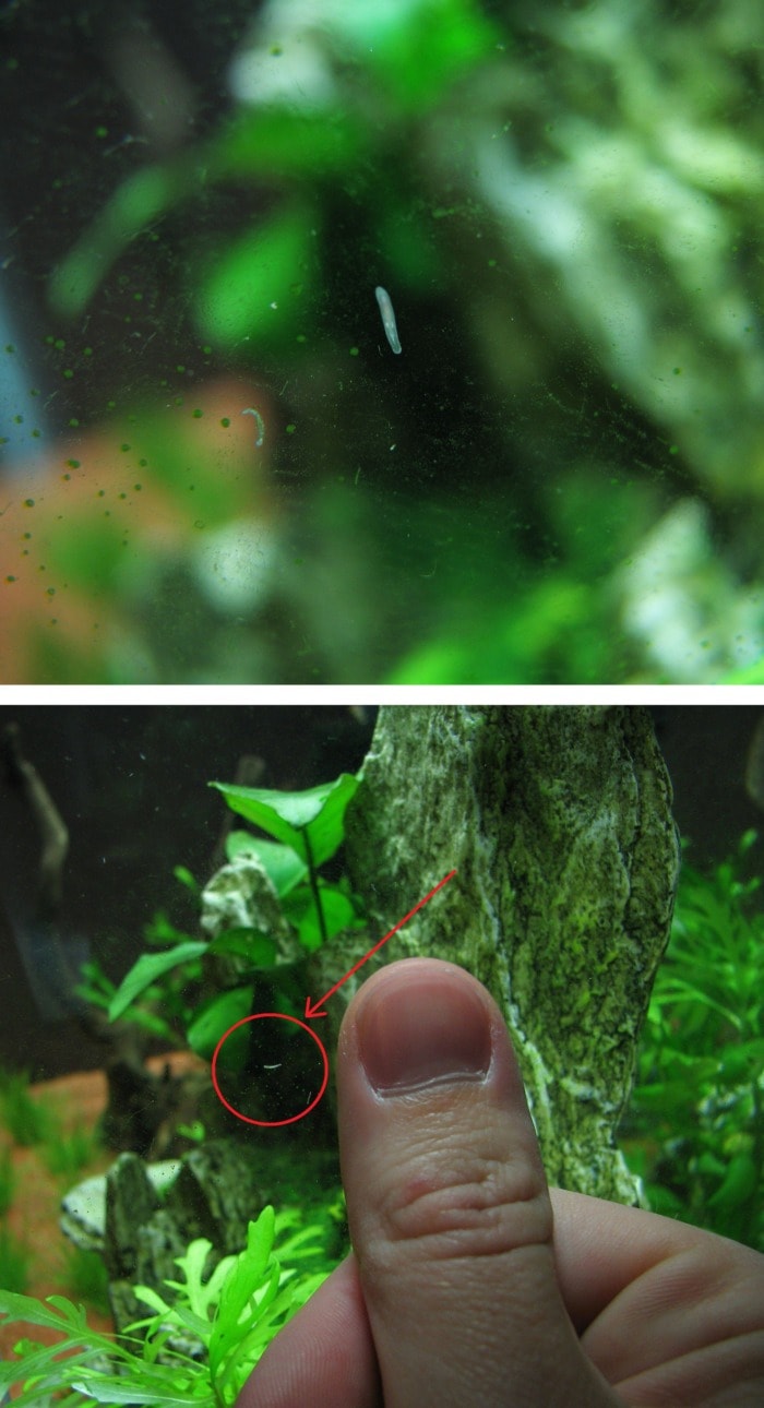 Tiny rhabdocoela worm next to a thumb