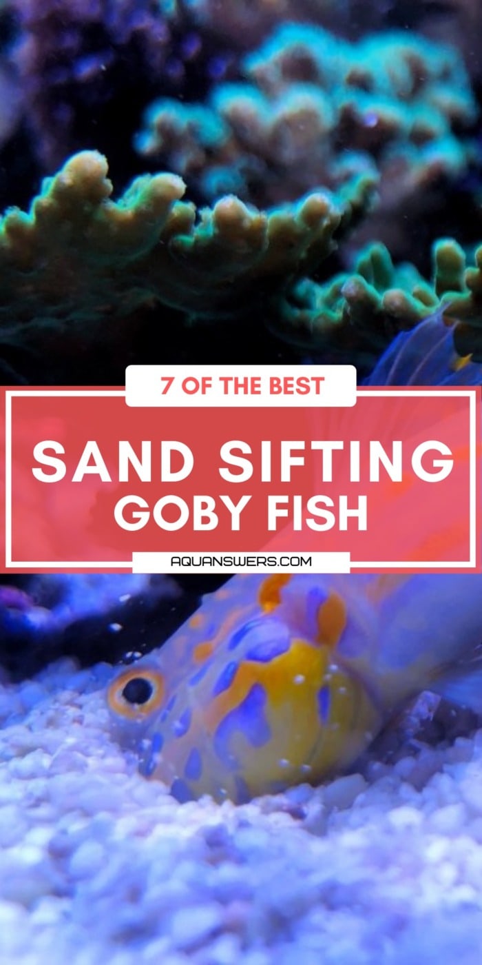 8 Sand Sifting Goby Fish (for a Clean Sandbed) Aquanswers