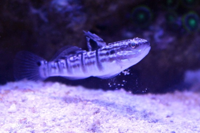 sleeper banded goby
