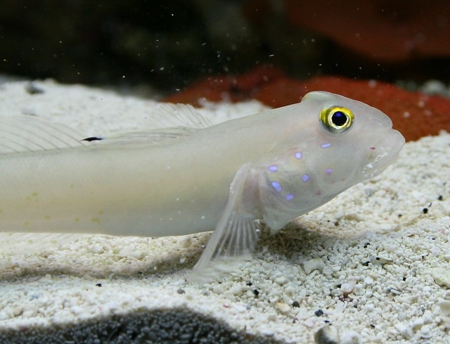 blue dot goby