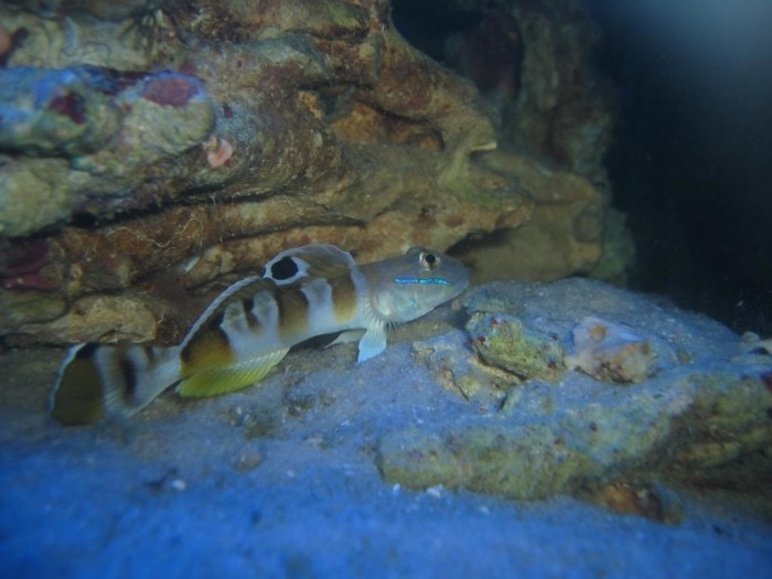 tiger watchman goby