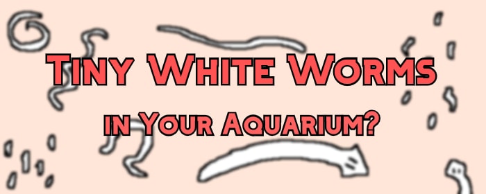 tiny white worms in aquarium header