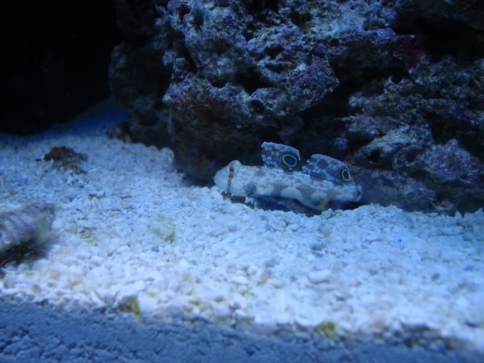 Camouflaged tiny twin spot goby