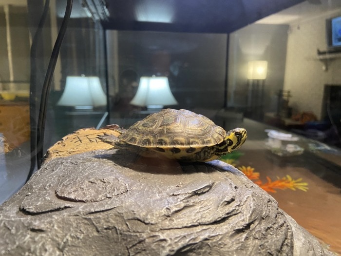 aquatic turtle basking under light