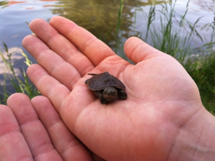 a baby turtle