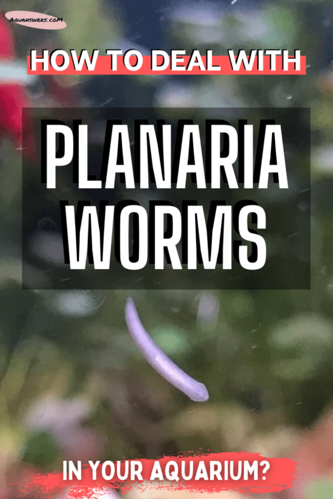 How to ERADICATE the Planaria worms in your aquarium? AquAnswers
