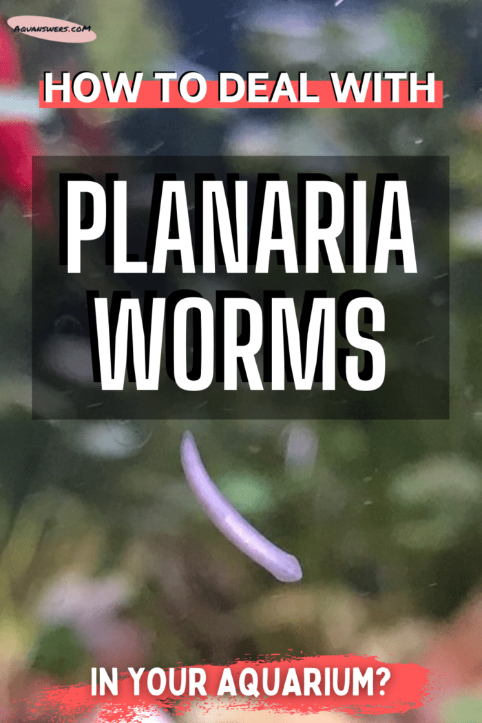 How to deal with planaria worms in your aquarium?