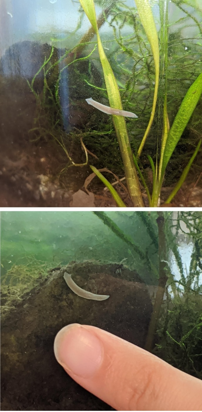 Easily identify planaria in your tank