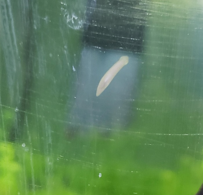 planaria worm gliding on aquarium glass 