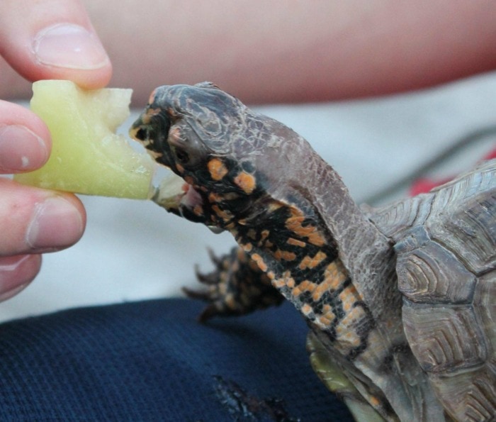 turtle eating