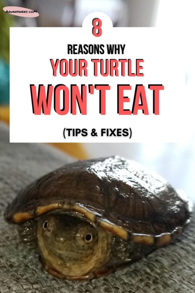 8 Reasons Why Your Turtle Won't Eat (Tips & Fixes) | AquAnswers