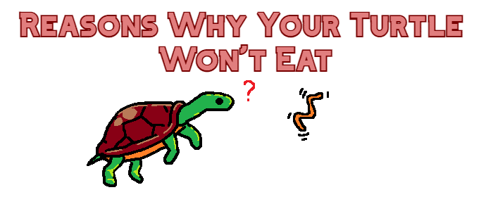 turtle wont eat header