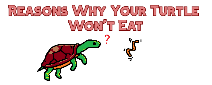 Why won't my turtle eat?