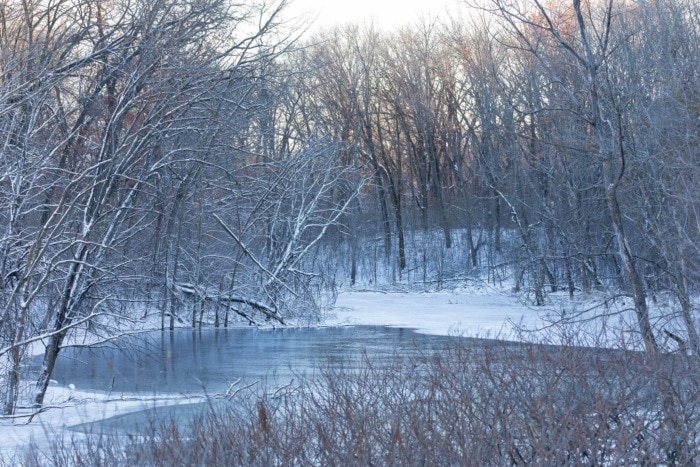 pond in winter