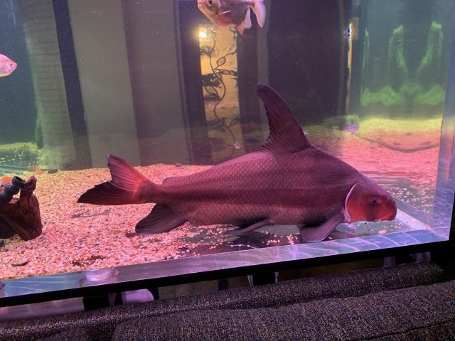 adult chinese high fin banded shark
