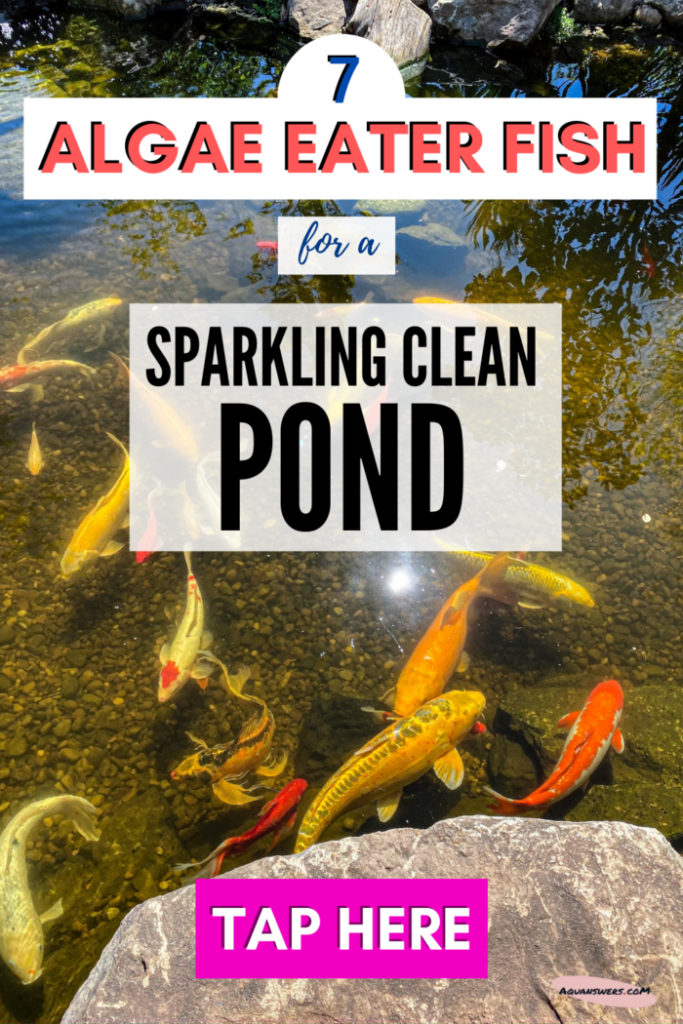 8 Algae Eater Fish for a Clean Pond (+In Cold Climates) | Aquanswers