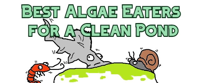 algae eater for pond header