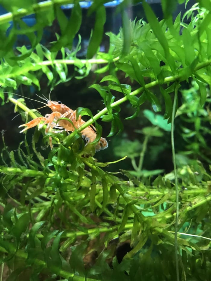 crayfish in anacharis