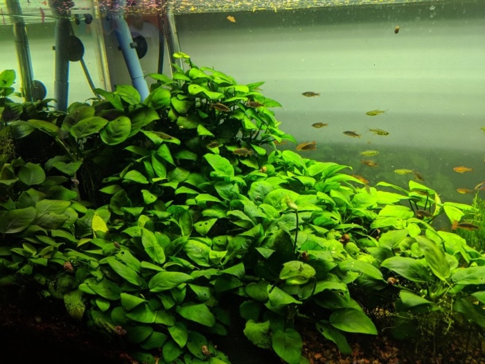 a carpet of anubias covering the bottom of an aquarium