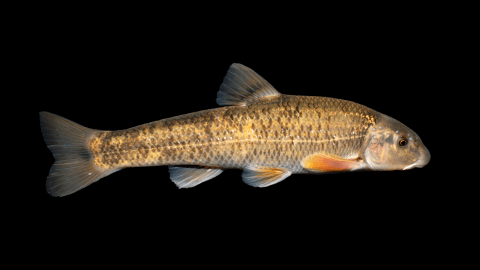 central stoneroller on a black background