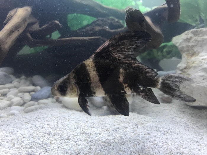 a juvenile chinese high fin banded shark swimming in its aquarium