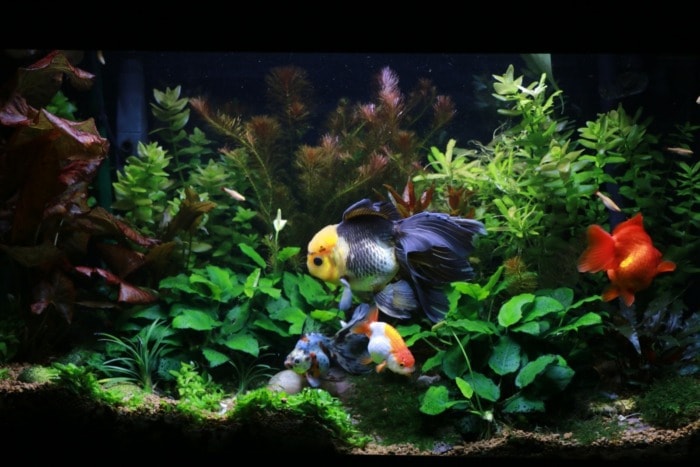 goldfish tank with live plants