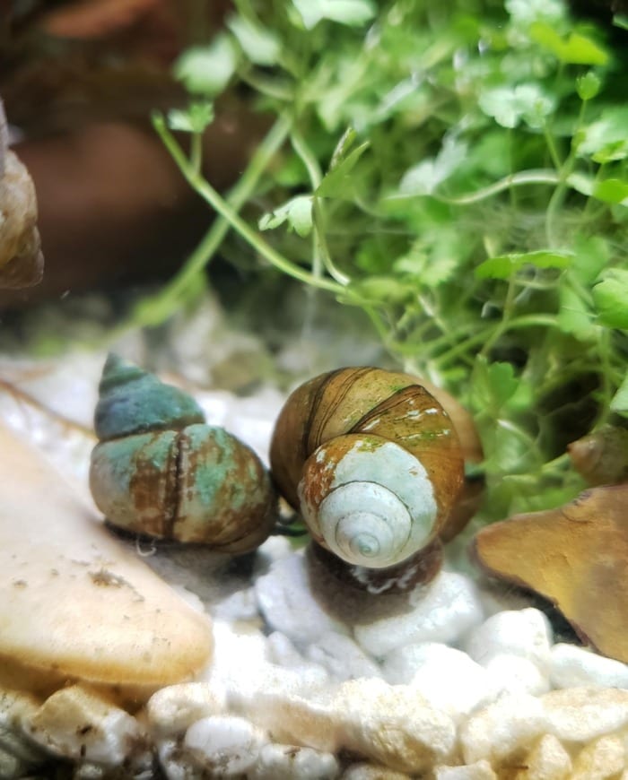two japanese trapdoor snails next to each other on the bottom of a tank next to some aquatic plants
