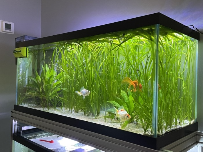 jungle val in goldfish tank