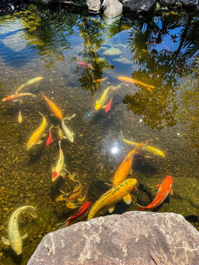 topview of koi fish and goldfish in a pond