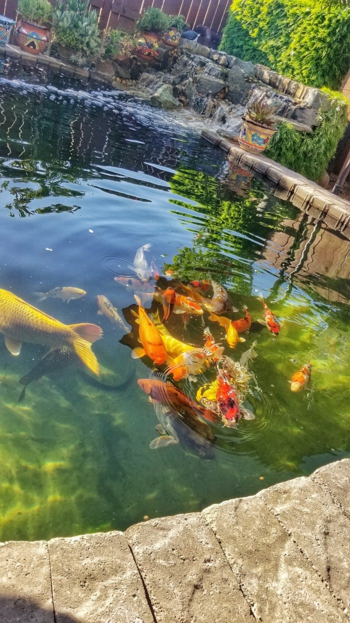 feeding frenzy in a koi pond