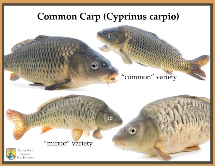 difference between mirror carp and common carp