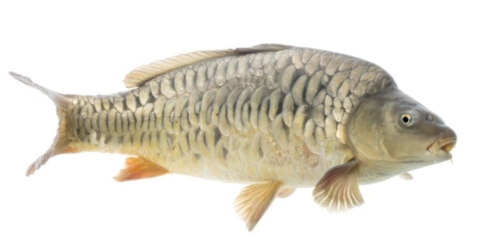 mirror carp