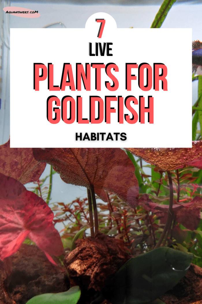 What are 7 Live Plants For Goldfish Aquariums?