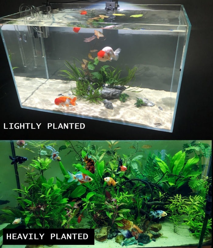 lightly vs heavily planted goldfish tanks