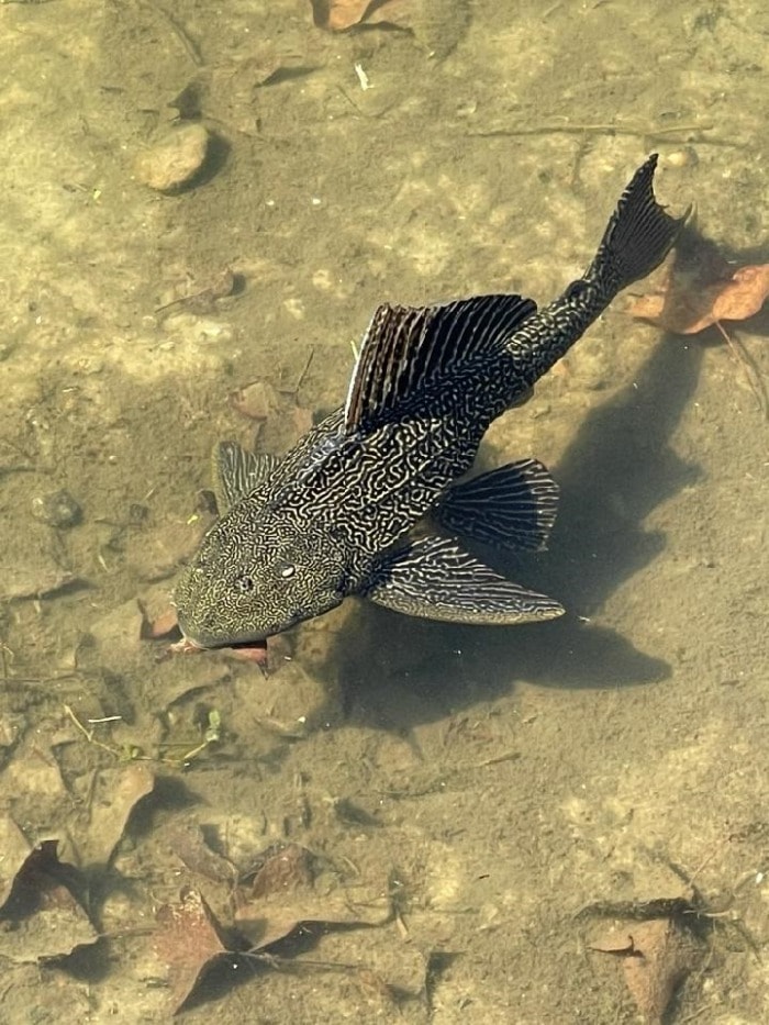 a common pleco swimming in a shallow pond