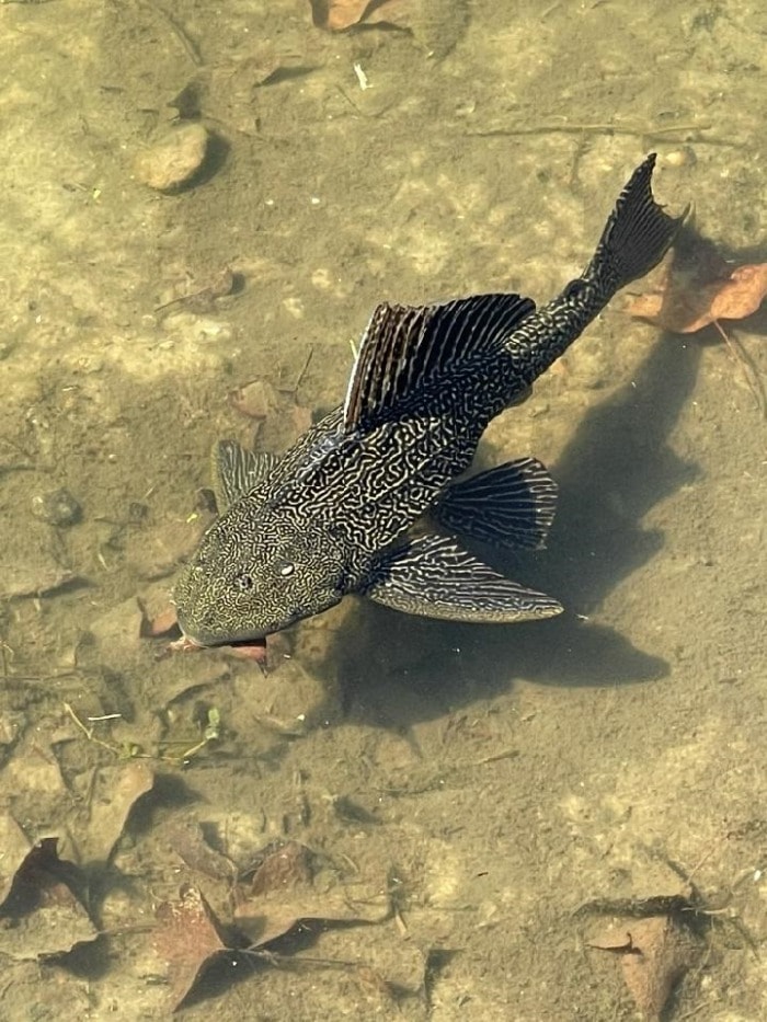 outdoor algae eating fish