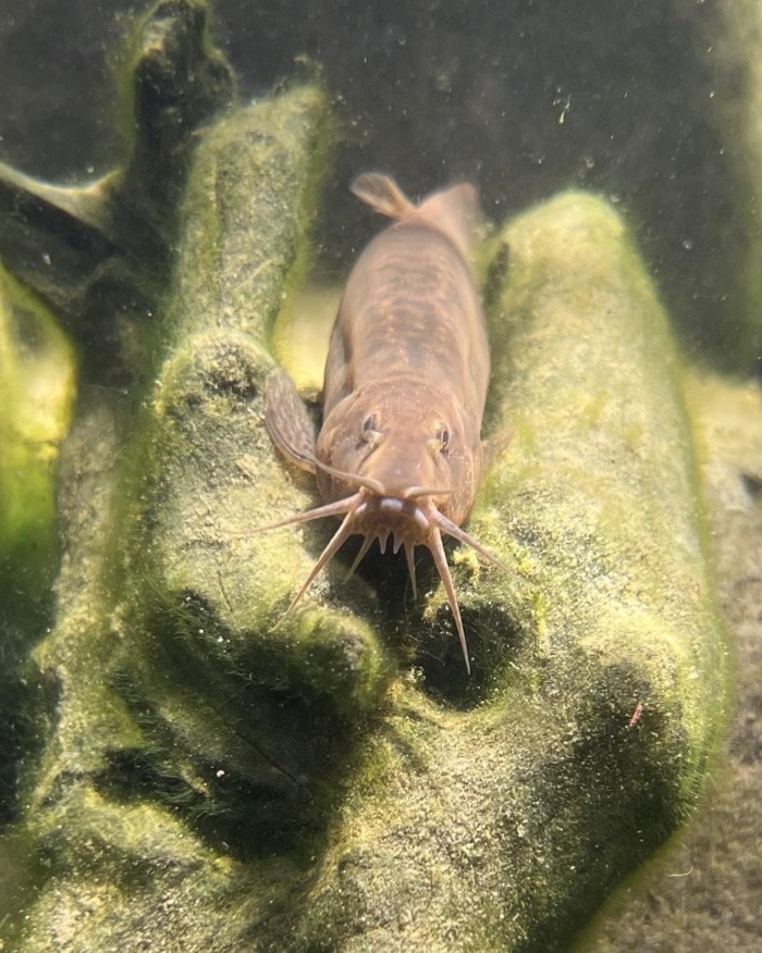 a pond loach resting on some bogwood and facing the camera