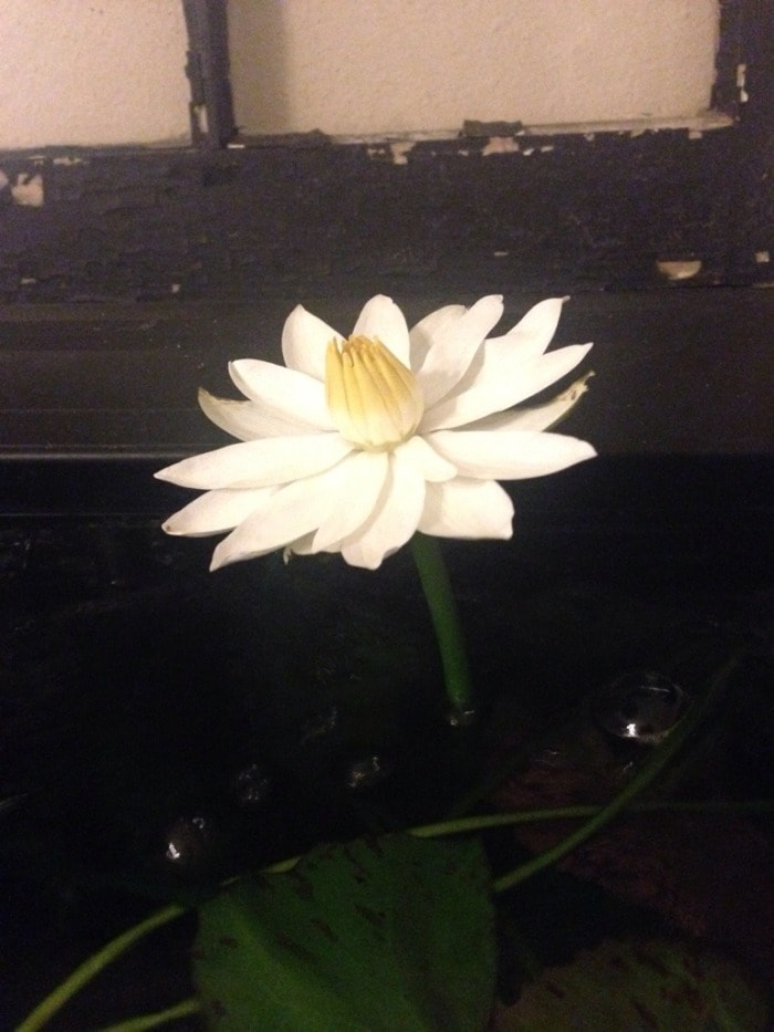tiger lotus flower