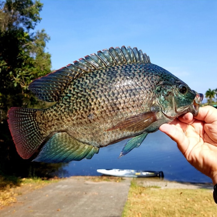 a tilapia fish on display held by its mouth by a fisherman