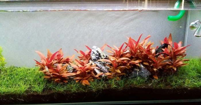 Alternanthera Reineckii Mini plants growing over aquarium decoration