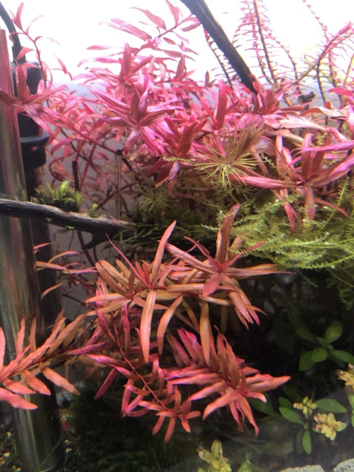 Ammania gracilis in fish tank