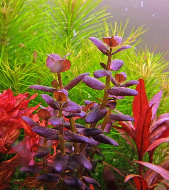 Close-up of Bacopa salzmannii 'Purple'