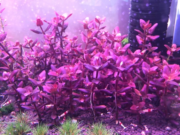 Bacopa salzmannii 'Purple' growing in a fish tank